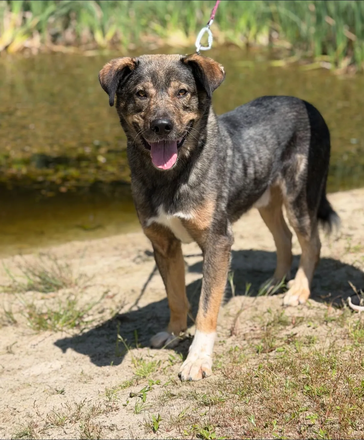 Zdjęcie: ANGUS