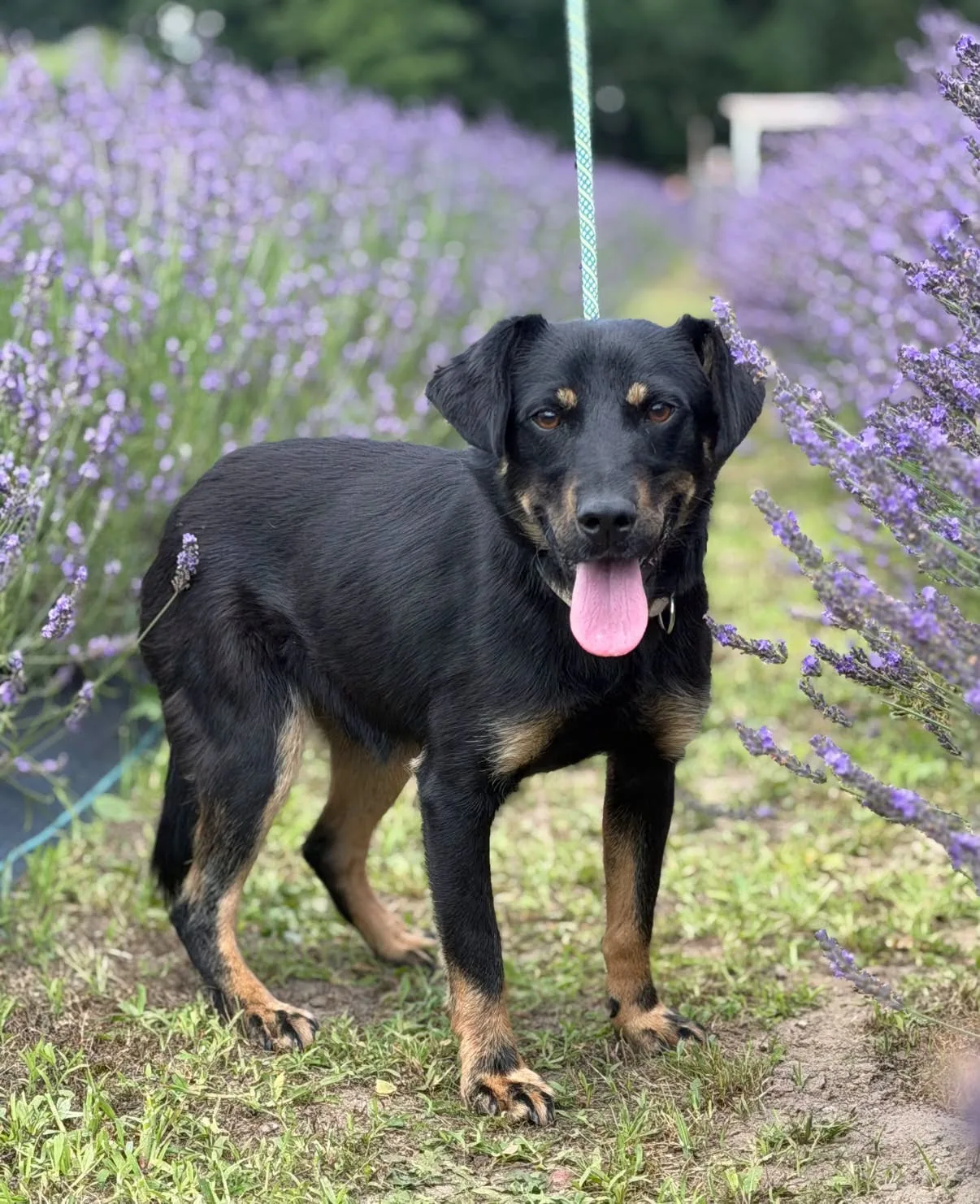 Zdjęcie: Balto