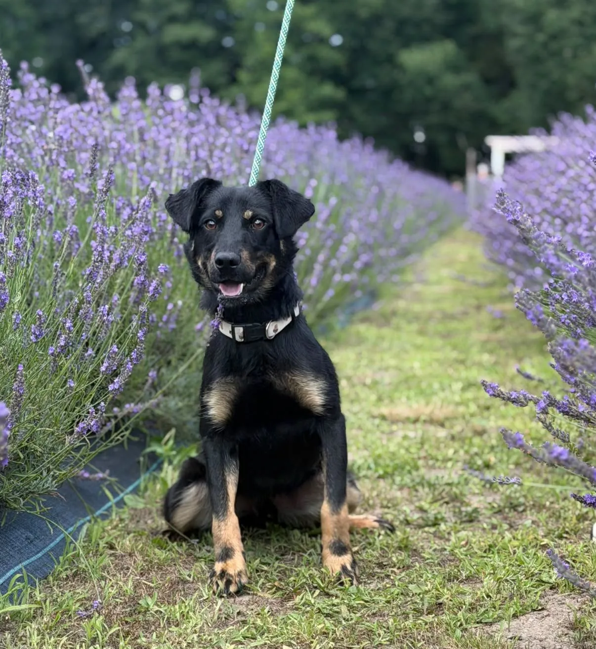 Zdjęcie: Balto