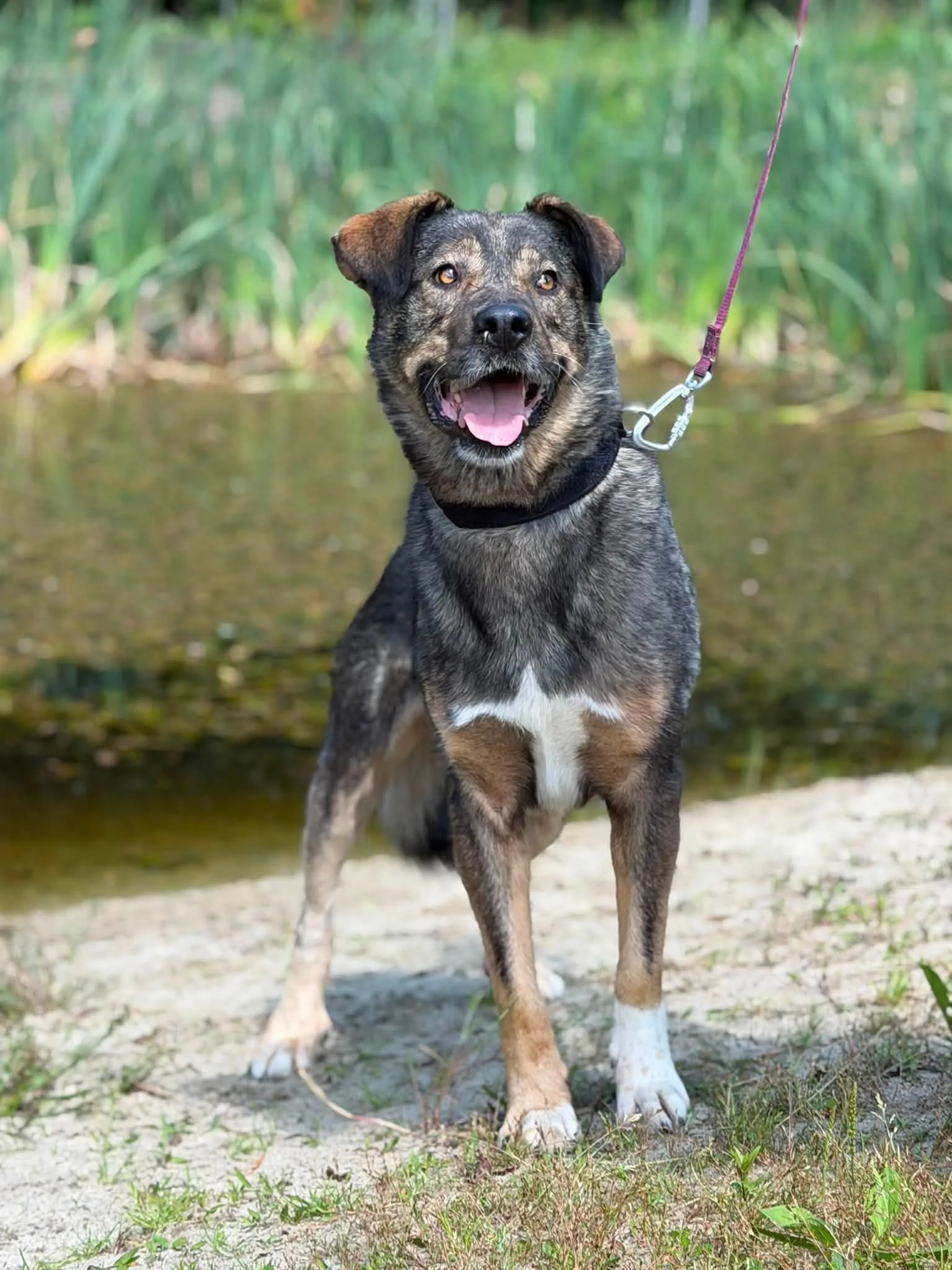 Zdjęcie: ANGUS