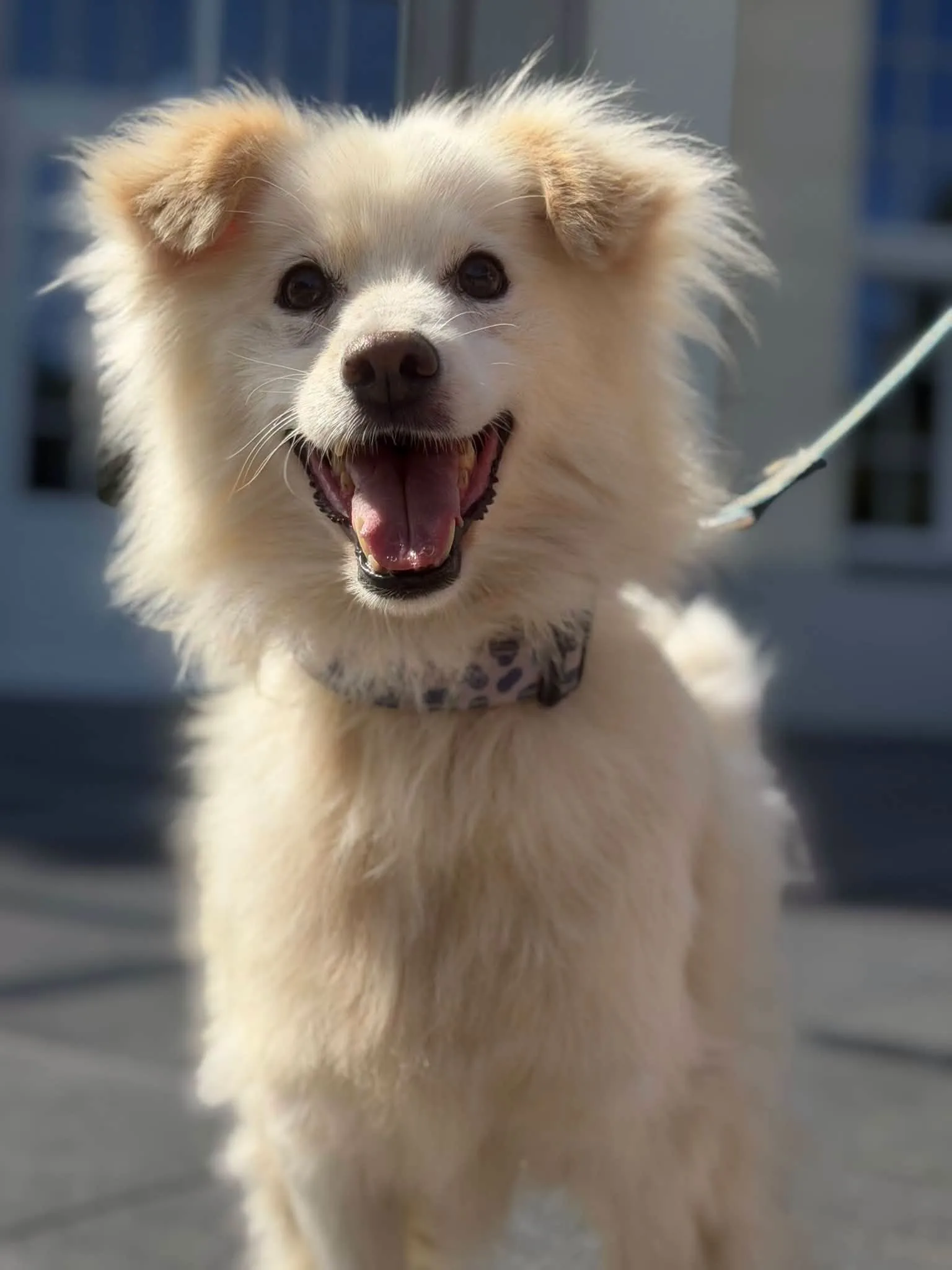 Zdjęcie: GUCIO