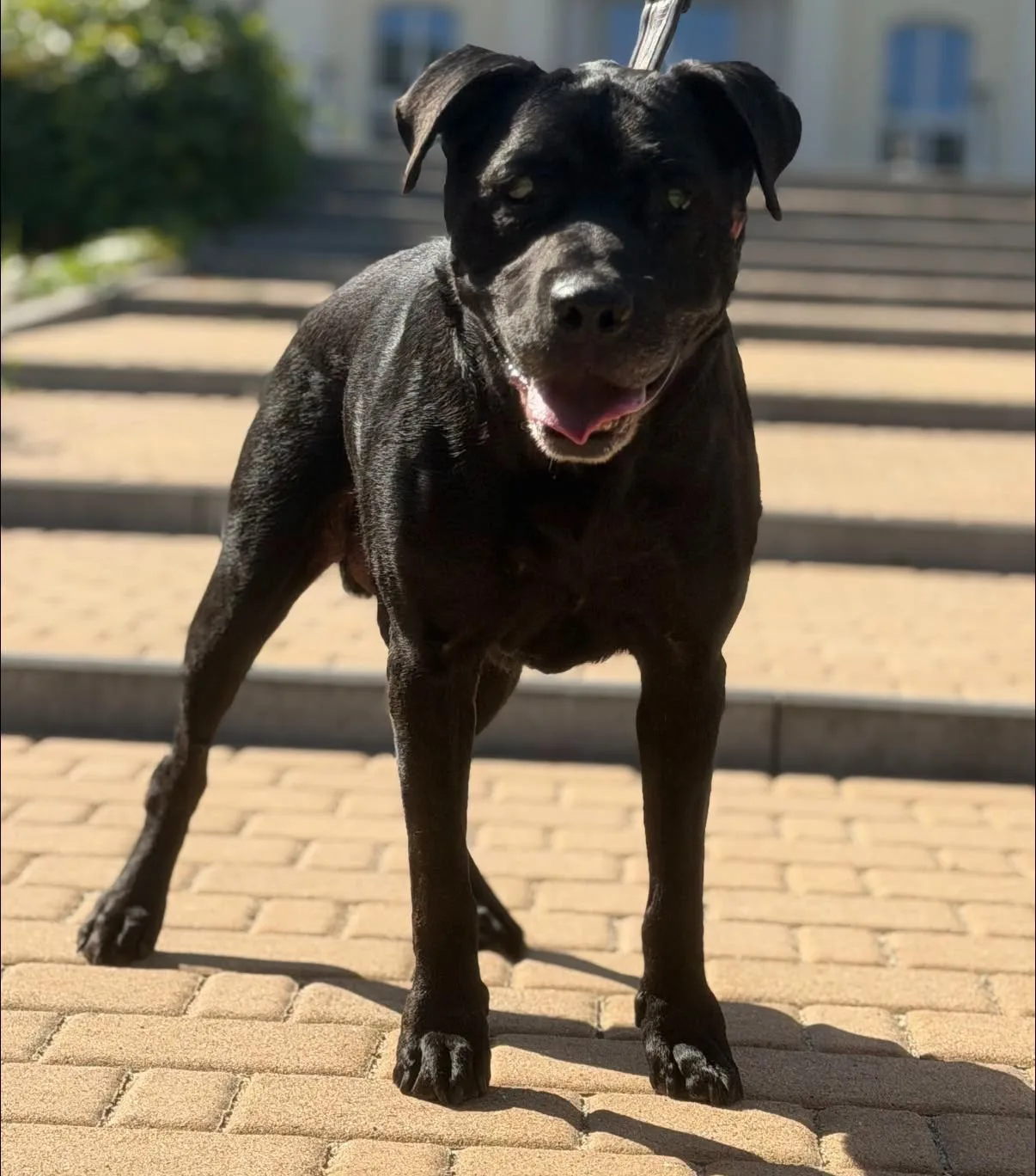 Zdjęcie: DIXON