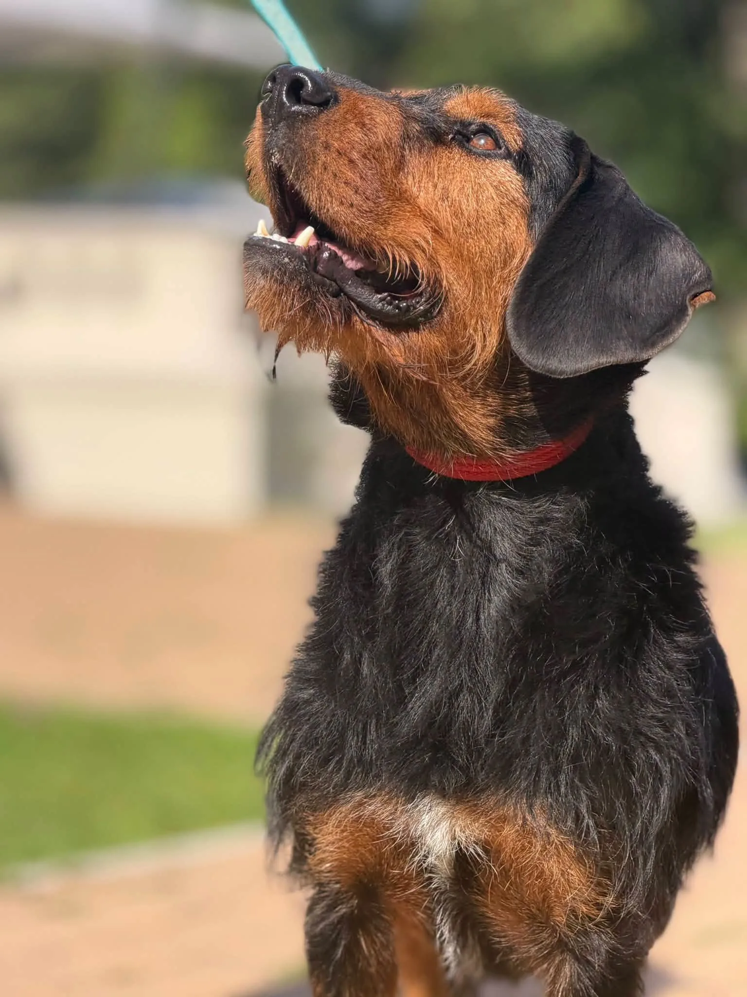 Zdjęcie: RINGO