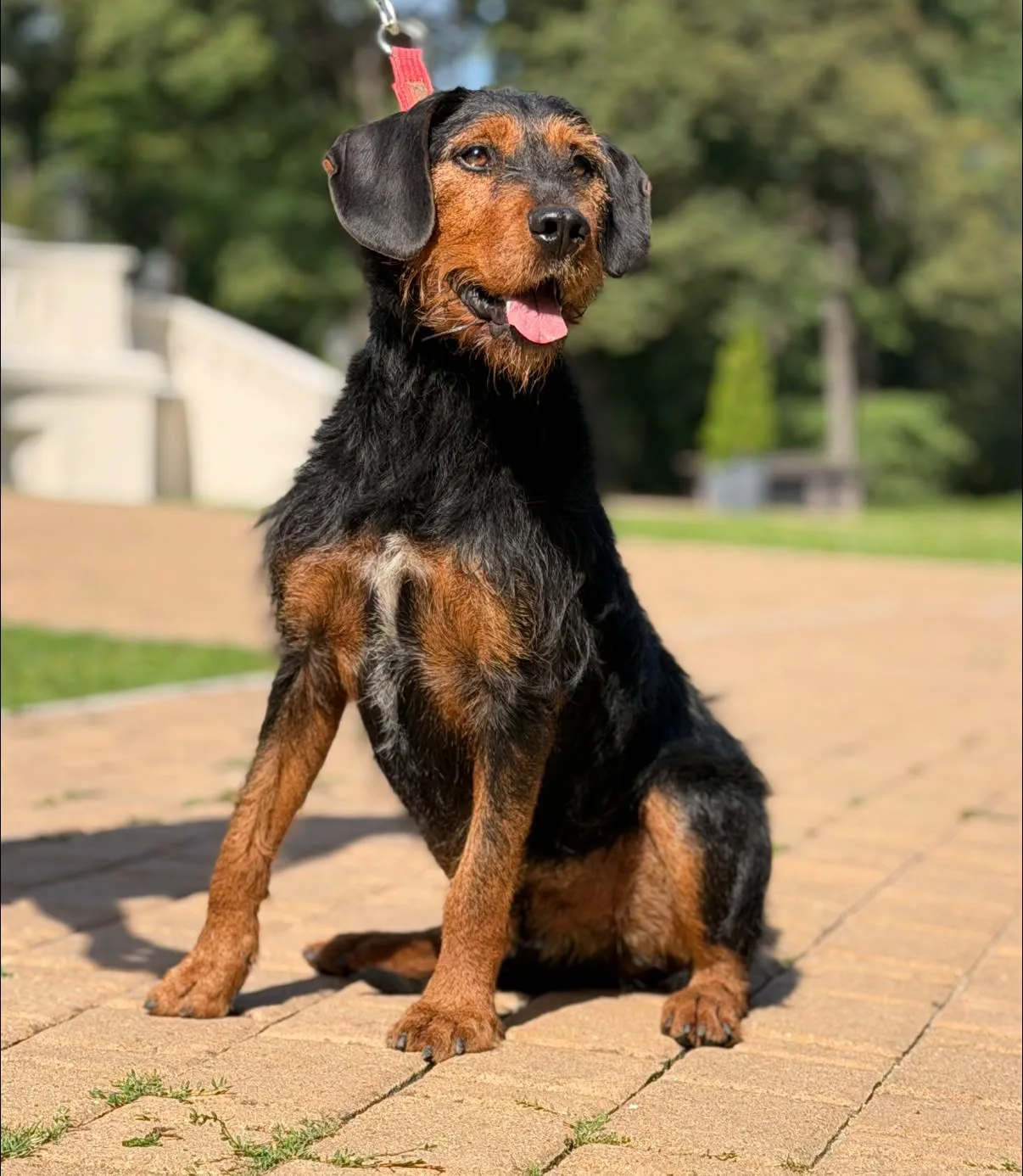 Zdjęcie: RINGO