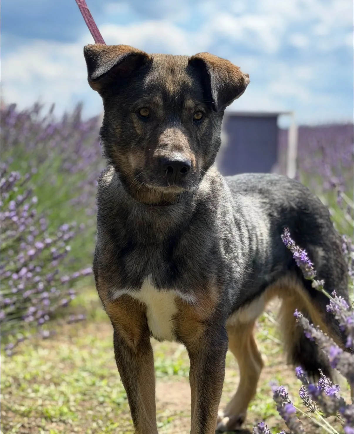 Zdjęcie: ANGUS