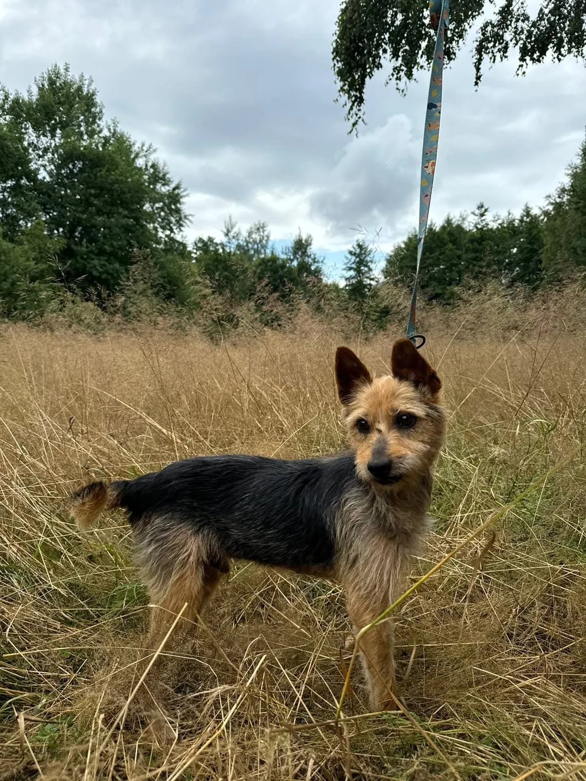 Zdjęcie: DIKI